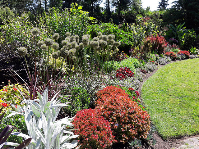 Almost alien in beauty, white, pompoms, green, red, lawn, PowellsWood Garden, strong shape and color, Federal Way, Washington, USA