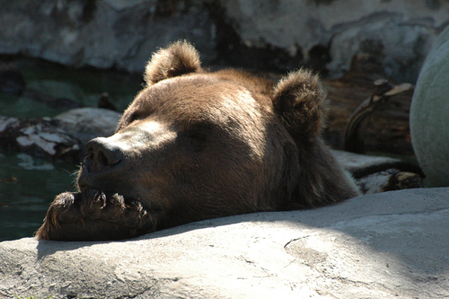Kodiak bear...at the Buffalo Zoo